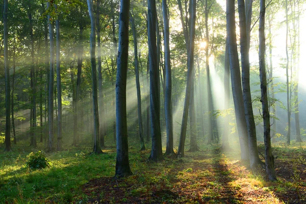 霧の森で美しい朝の木漏れ日 — ストック写真