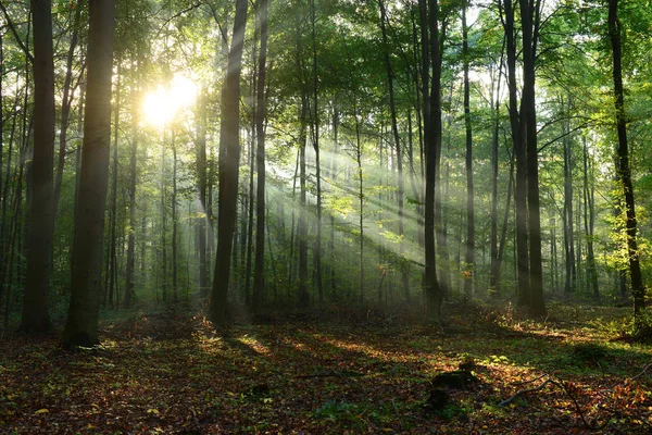 Szép Reggel Napsugarak Ködös Erdő — Stock Fotó