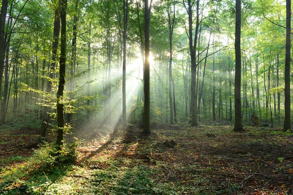 Lindos Raios Sol Matinais Floresta Nebulosa — Fotografia de Stock