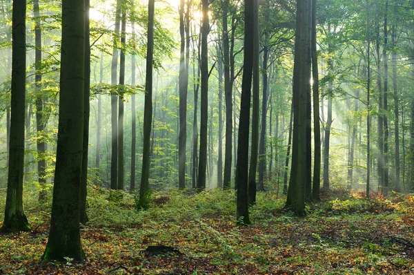 Mooie Ochtend Zonnestralen Mistige Bos — Stockfoto