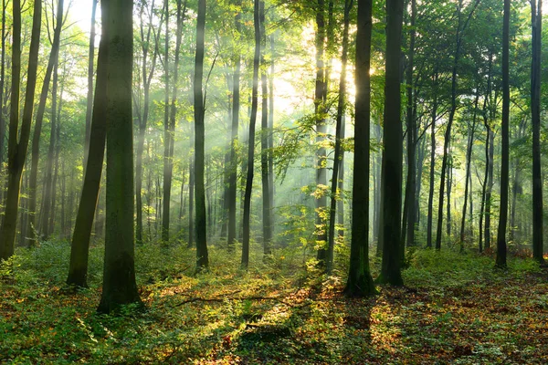 Mooie Ochtend Zonnestralen Mistige Bos — Stockfoto