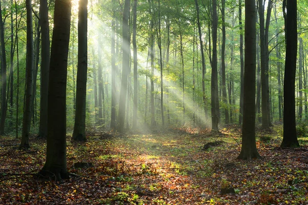 Schöne Morgensonnen Nebligen Wald — Stockfoto