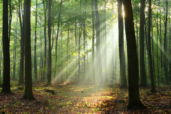 Beautiful morning sunbeams in misty forest