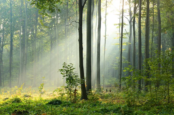 Beaux Rayons Soleil Matinaux Dans Forêt Brumeuse — Photo