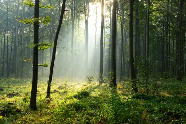 Schöne Morgensonnen Nebligen Wald — Stockfoto