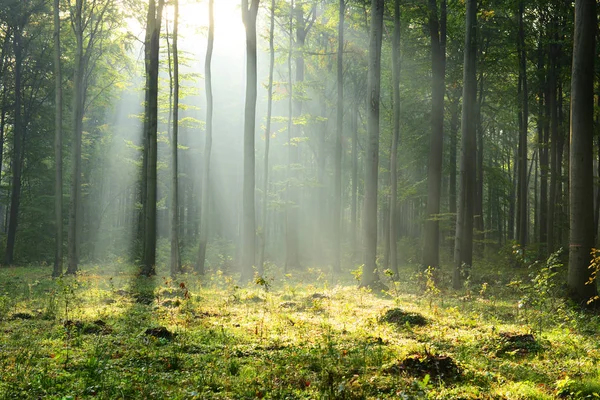 Vacker Morgon Solstrålar Dimmiga Skogen — Stockfoto