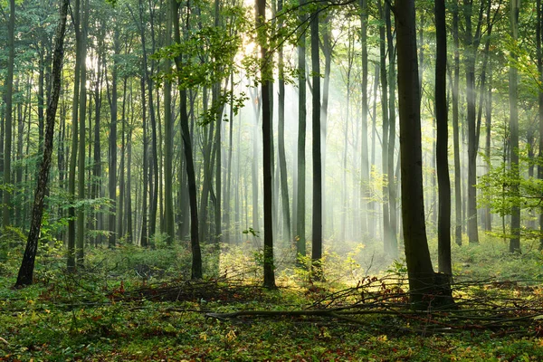 Mooie Ochtend Zonnestralen Mistige Bos — Stockfoto