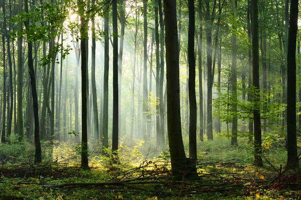 Mooie Ochtend Zonnestralen Mistige Bos — Stockfoto