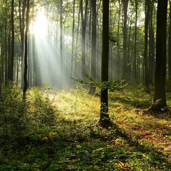 Splendidi Raggi Del Sole Mattutini Nella Foresta Nebbiosa — Foto Stock