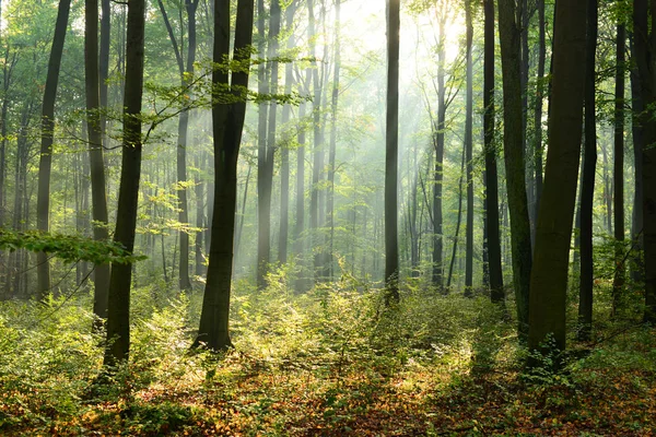 Vacker Morgon Solstrålar Dimmiga Skogen — Stockfoto