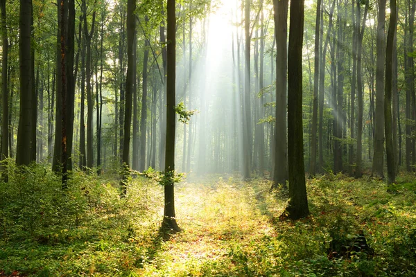Vacker Morgon Solstrålar Dimmiga Skogen — Stockfoto