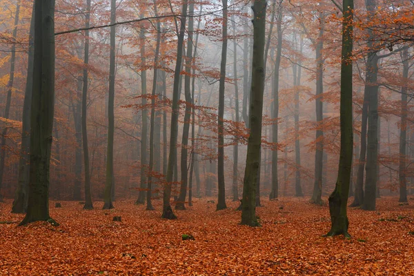 秋天森林里美丽的薄雾清晨 — 图库照片