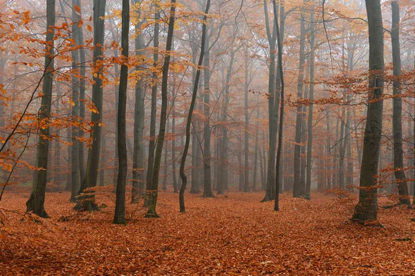 Belle Matinée Brumeuse Forêt Automne — Photo