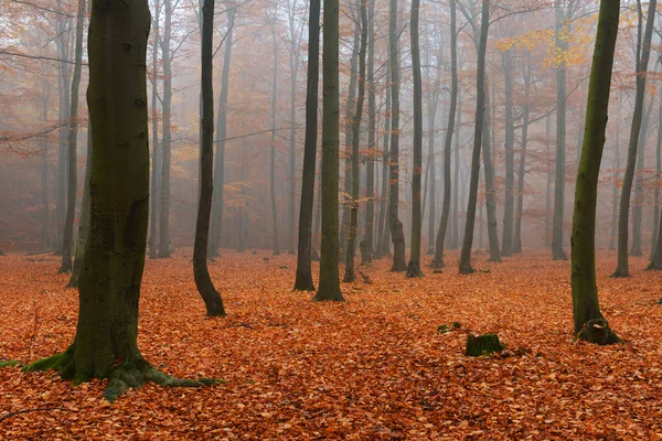秋天森林里美丽的薄雾清晨 — 图库照片
