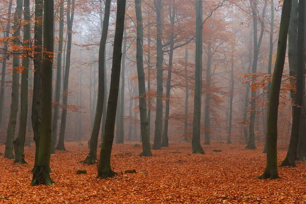 Mooie Mistige Ochtend Herfst Bos — Stockfoto