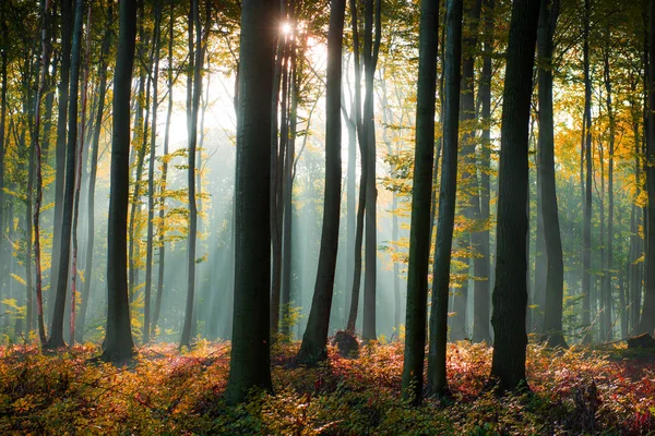 Splendidi Raggi Del Sole Mattutini Nella Foresta Nebbiosa — Foto Stock