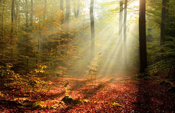 Çok Güzel Bir Sabah Güneş Işınları Sisli Orman — Stok fotoğraf