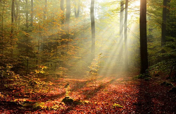 Lindos Raios Sol Matinais Floresta Nebulosa — Fotografia de Stock