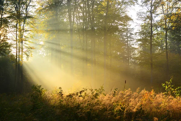 Beautiful Morning Sunbeams Misty Forest — Stock Photo, Image