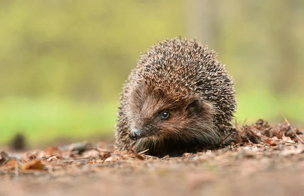 Close Van Vierw Van Schattige Kleine Egel — Stockfoto