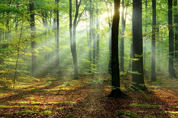 Hermosos Rayos Sol Matutinos Bosque Brumoso — Foto de Stock