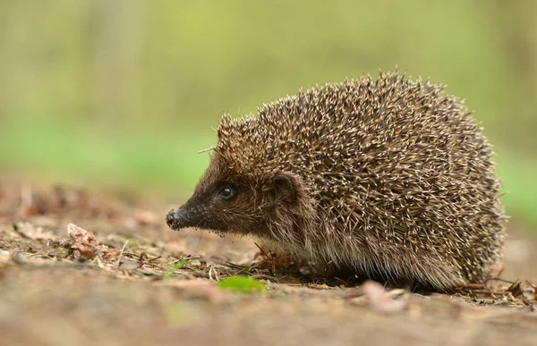 Fechar Vierw Hedgehog Pequeno Bonito — Fotografia de Stock