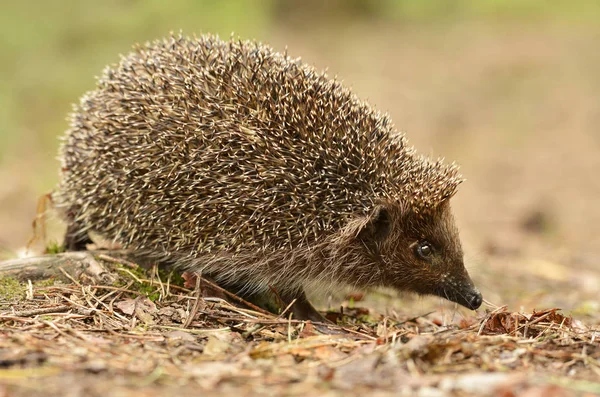 Närbild Vierw Söt Liten Igelkott — Stockfoto