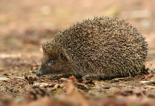 Fechar Vierw Hedgehog Pequeno Bonito — Fotografia de Stock