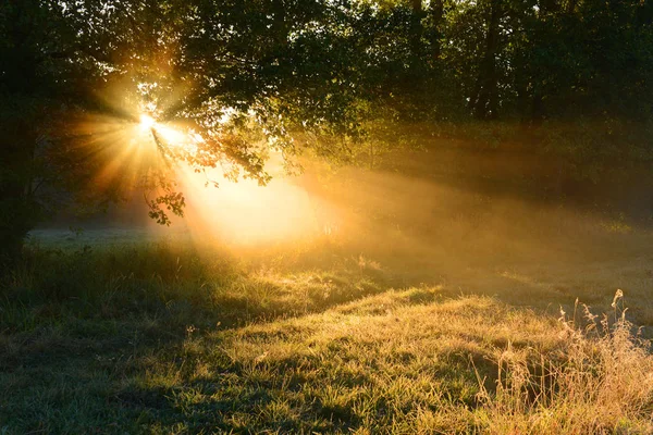 Belle Matinée Dans Forêt Automne — Photo