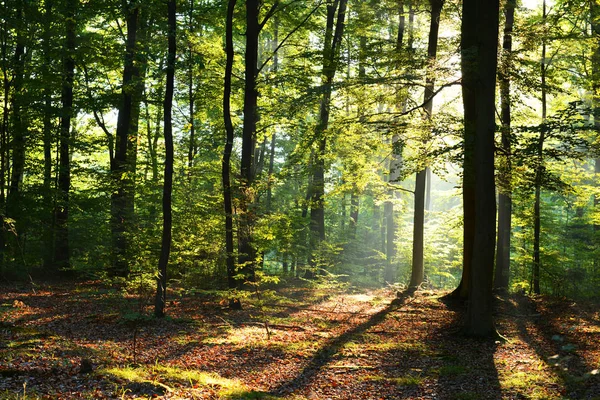 Hermoso Bosque Otoño Con Sol Mañana — Foto de Stock