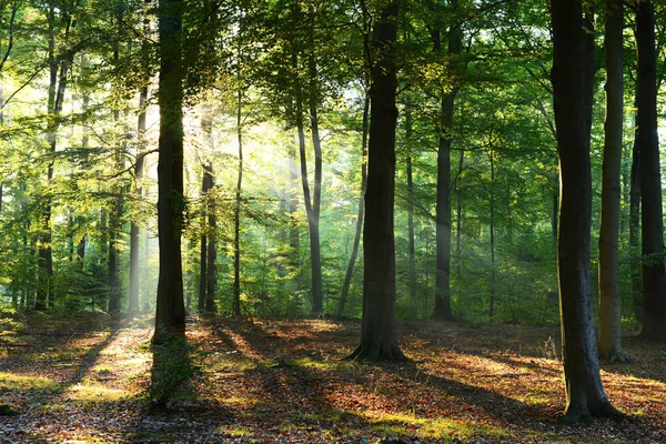 Beautiful autumn forest with morning sunshine