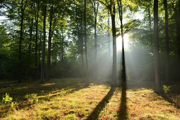 Schöner Herbstwald Mit Morgensonne — Stockfoto