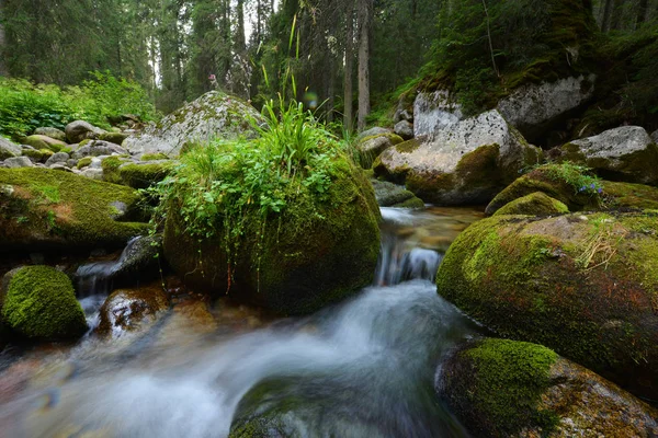 Rzeka Mała Góra Ciemnym Lesie — Zdjęcie stockowe
