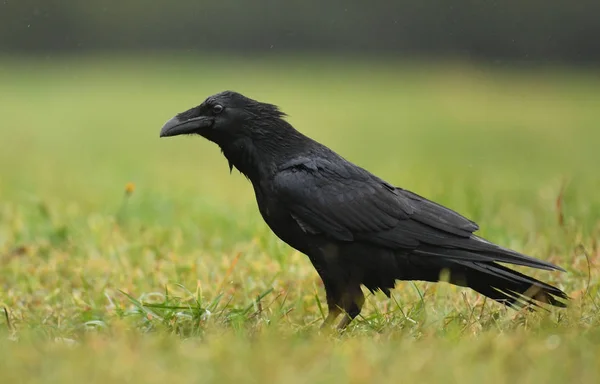 Vista Cerca Raven Negro —  Fotos de Stock