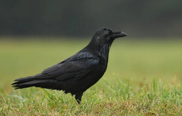 Vista Cerca Raven Negro — Foto de Stock