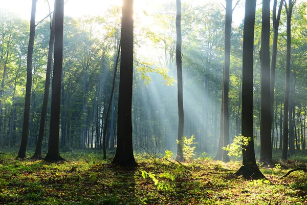 Schöne Morgensonnen Nebligen Wald — Stockfoto