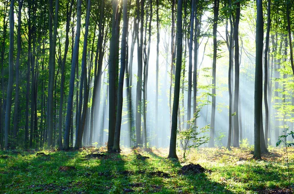 Schöne Morgensonnen Nebligen Wald — Stockfoto