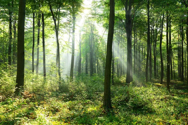 Mooie Ochtend Zonnestralen Mistige Bos — Stockfoto