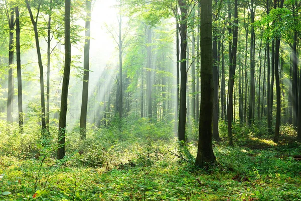 Vacker Morgon Solstrålar Dimmiga Skogen — Stockfoto