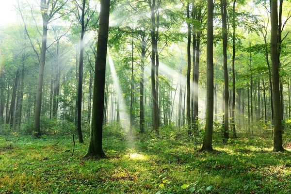 Schöne Morgensonnen Nebligen Wald — Stockfoto