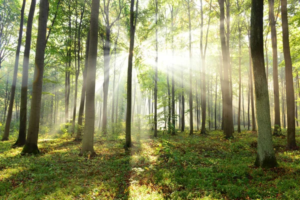 Beautiful Morning Sunbeams Misty Forest — Stock Photo, Image