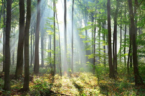 Lindos Raios Sol Matinais Floresta Nebulosa — Fotografia de Stock