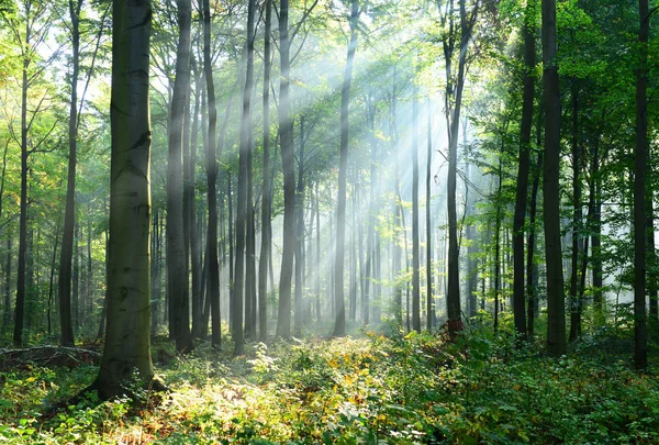 Mooie Ochtend Zonnestralen Mistige Bos — Stockfoto