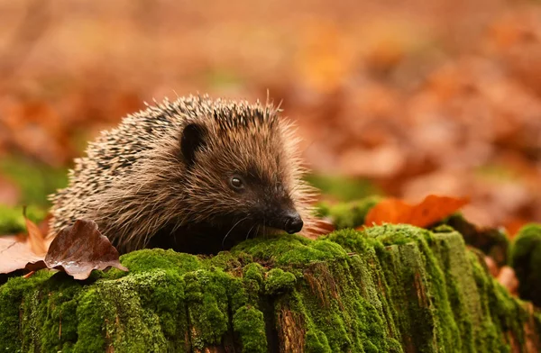 Close Van Vierw Van Schattige Kleine Egel — Stockfoto