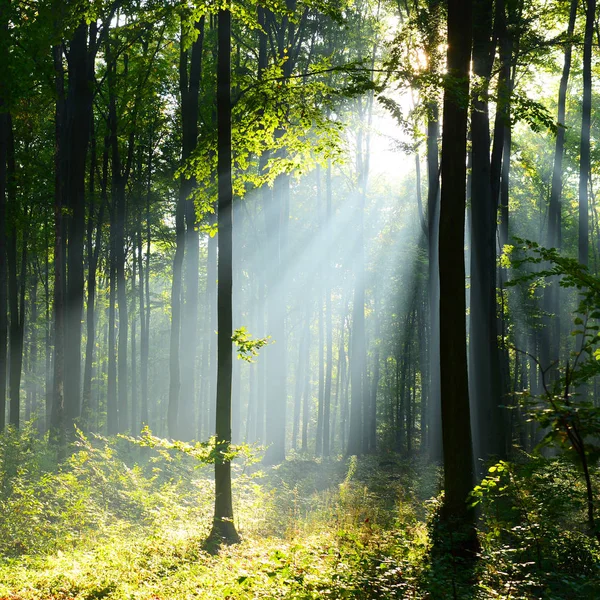Vacker Morgon Solstrålar Dimmiga Skogen — Stockfoto