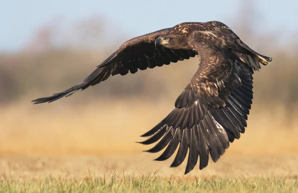 Nahaufnahme Des Fliegenden Seeadlers — Stockfoto