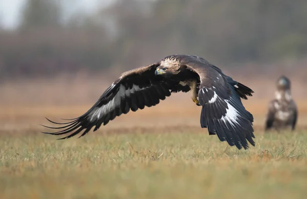 Κλείνω Πάνω Θέα Της Golden Eagle Στο Φυσικό Περιβάλλον — Φωτογραφία Αρχείου