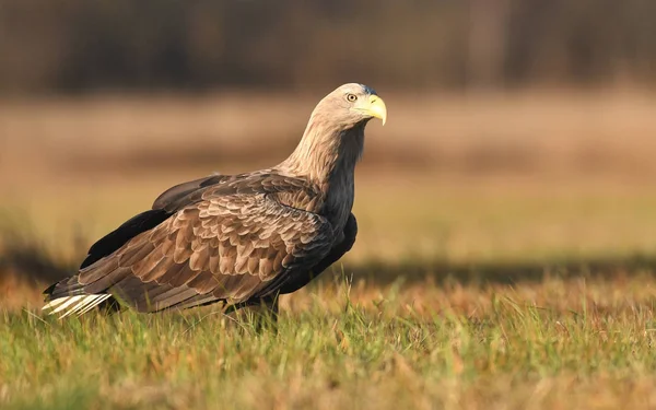 Nahaufnahme Von Seeadler Natürlichem Lebensraum — Stockfoto