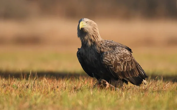 Nahaufnahme Von Seeadler Natürlichem Lebensraum — Stockfoto