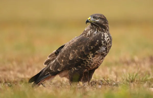 Vue Rapprochée Jeune Buse Commune Dans Habitat Naturel — Photo